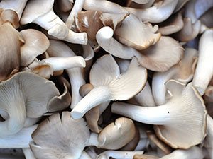humidification for mushroom production